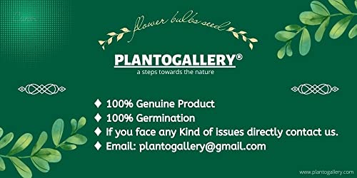 Plantogallery Hippeastrum Lily - Amaryllis Lily Multicolor Flower Bulbs (Pack of 1 Bulbs)