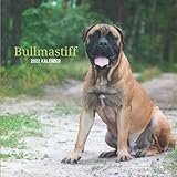  Bullmastiff 2022 Kalender: Wandkalender 2022 für Tierliebhaber - 8.5x8.5 inches - Geschenke für Familie und Freunde - tiere lustig