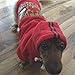 PUPTECK Fall Winter Dog Hoodie Pet Sweatshirt Soft Warm Clothes Fleece Lined with Hat for Small Medium Large Dogs, Christmas Pattern, Red S