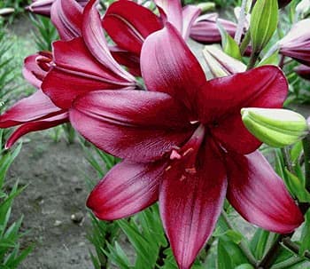 Radha Krishna Agriculture™ Crimson Oriental Lily/Lilium Flower Bulbs For Home & Outdoor Gardening Plants (Pack Of 6 Bulbs)