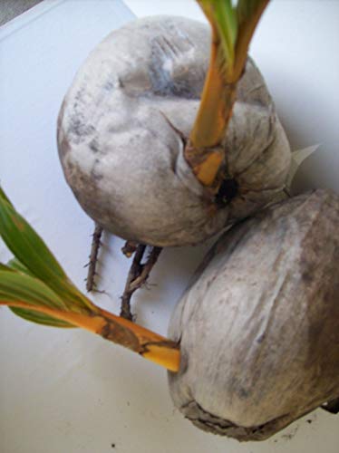 Sophisticate Organic Seeds: Yellow Coconut Palm Tree Exotic Palm - Miami Yellow Coconut Sprouted Tree Live #TOP1