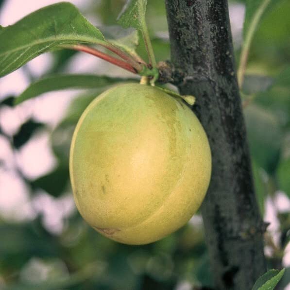 Ontariopflaume Eierpflaume Pflaumenbaum 110-140 cm 10 Liter Unterlage St. Julien A