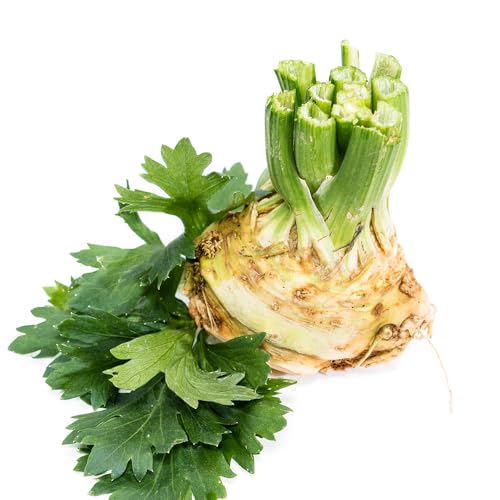 Semillas de apio nabo (semillas de apio) - plantas de apio nabo, Jardín decorativo, de rápido crecimiento. plantas perennes, resistentes, perennes, invernadero, balcón semillas de 200pcs