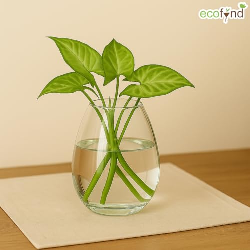 Image of ecofynd Glass Vase for Flowers Plants, Modern Decorative Vase for Home Decor Center Table, Bedroom, Living Room, Office Decoration, Wedding or Gifts (GVASE008)