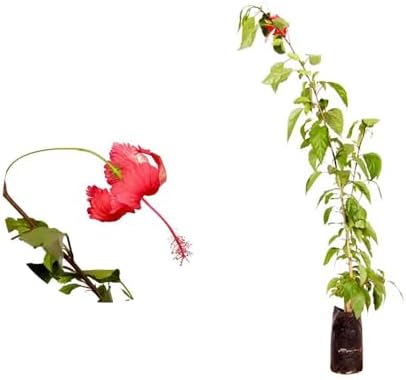 Genérico, Muda de Hibisco Vermelho 20 a 40cm AMK - Plantas Online