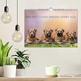 Zoom IMG-2 irish soft coated wheaten terrier Zoom IMG-2 irish soft coated wheaten terrier