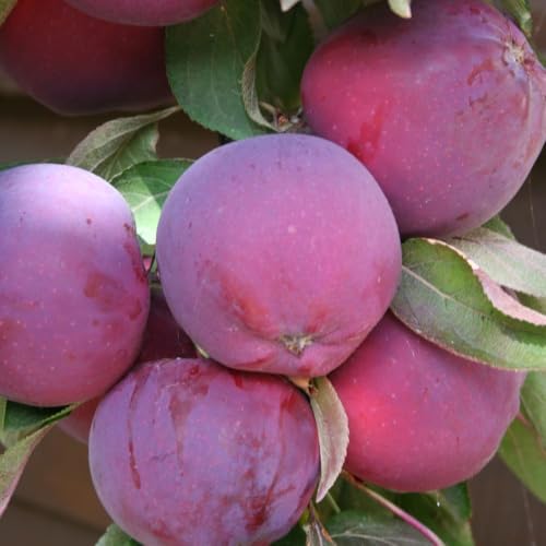 Apple Columnar Purple Haze 2 Bare Roots (M26 Rootstock) - Unique Self-Fertile Fruit Tree for Small Gardens & Pots - Stunning Pink Blossom & Purple Fruit - Thompson & Morgan