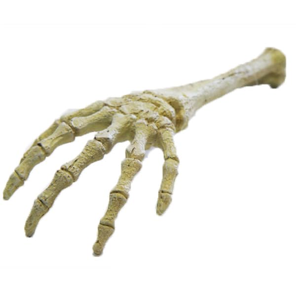 Betta Skeleton Hand
