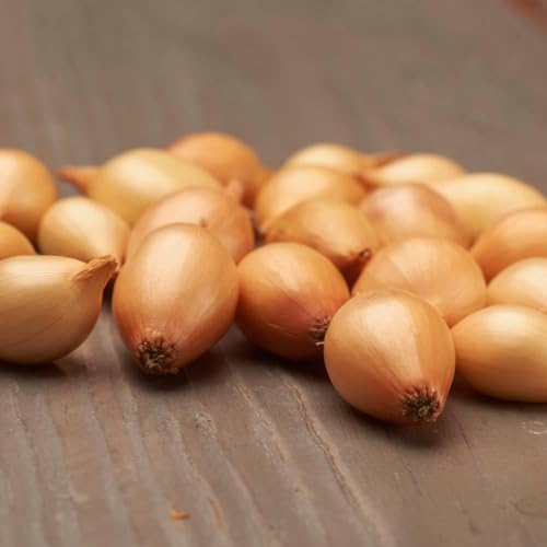 Bulbos de Cebolla Sturon – 500g Cebolla – Suavemente Picante – Para Plantar en Primavera – Alta Calidad de Holanda – Tamaño 14–21 mm – Sin Semillas, No Artificial