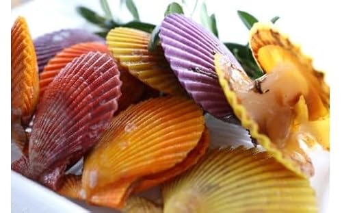 期間限定! ヒオウギ貝10枚セット 食卓に彩りを添える、まるで海の宝石「隠岐のヒオウギ貝」 養殖 貝 新鮮 栄螺 浜焼き BBQ バター醤油焼き 海鮮 貝 魚介 酒蒸し