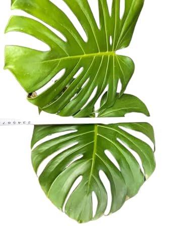 観葉植物 モンステラ 幹上がり」の人気商品一覧 | 安い商品を通販