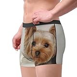 Zoom IMG-1 poadnly terrier dello yorkshire boxer Zoom IMG-1 poadnly terrier dello yorkshire boxer