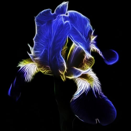 Giglio siberiano - Dmitry cover art