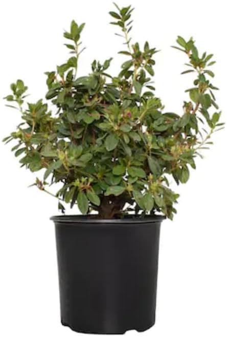1-2Yrs Old Rhododendron Plants Live in Pot, Rhododendron Azale Bush Shrub Tree Plant, Vibrant Orange