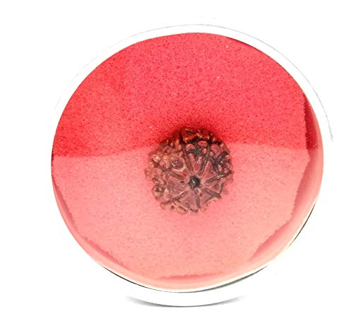 Apnisanskriti Lab Certified 7 Mukhi Rudraksha Bead - Natural Brown Seven Face Rudraksh Medium Size Bead - (10-15mm) Pack of 1 (B07KBB7NVS) Amazon Price History, Amazon Price Tracker