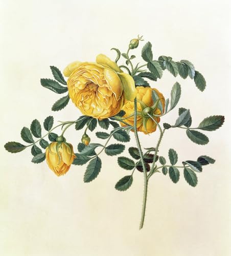 Affiche Toile Rosa Hemispherica, une impression d'art aux détails botaniques d'une grande finesse