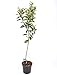 Limonero 4 estaciones - Maceta 22cm. Altura total aprox. 1'3m. - Planta...