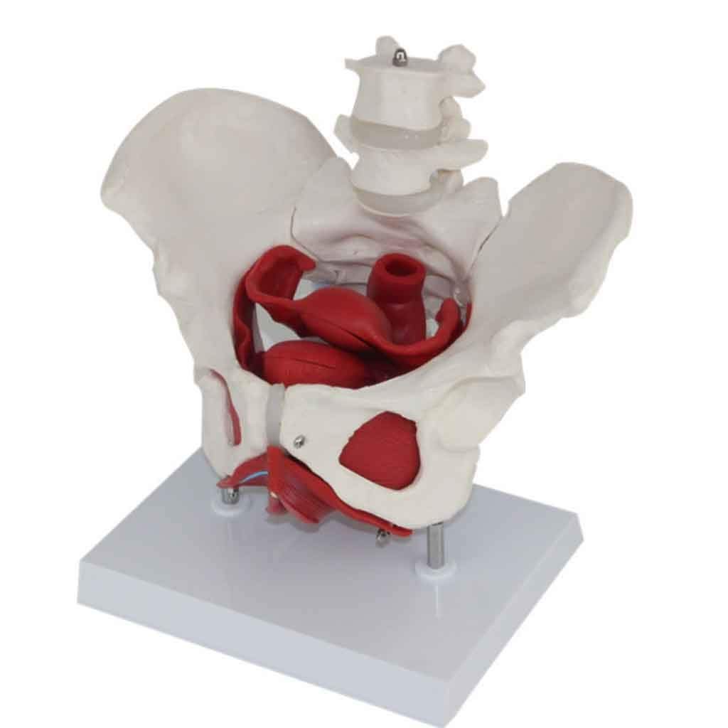 Shentishenti Learn Aid Human Anatomical - Pelvic Model Female Pelvis with Pelvic Floor Muscle Model Lumbar Model, Life Size Female Pelvis Model
