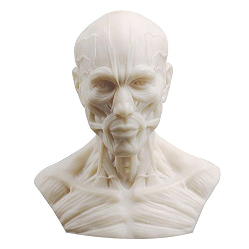 Réplique anatomique humaine en résine - Modèle de squelette de tête de mort - Pour traum 1:3 - 10 cm Cover