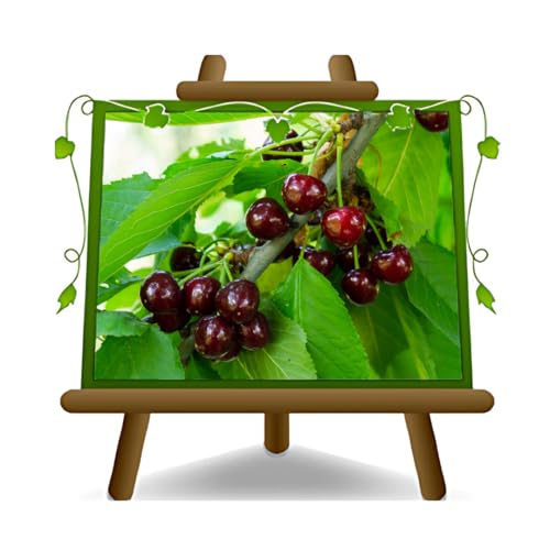 Cerezo Dulce Regina Planta frutal en maceta de 26 cm. - *Altura: 180~200 cm. - Edad 4 años