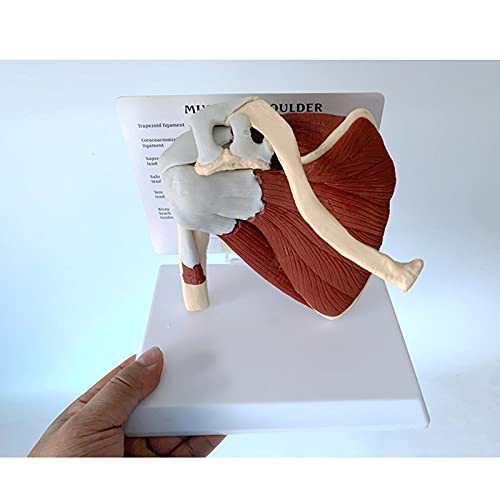 HOMEDAI Menschliche Schulter mit Muskelanatomie-Modell, Schultergelenk-Ligament-medizinisches anatomisches Modell, 18x14x18cm Cover