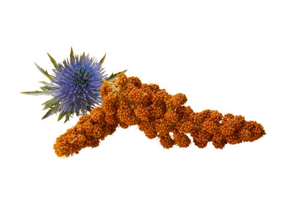 Fleischeslust Classic Pures Lamm mit Hirse, 5er Pack (5 x 400 g)