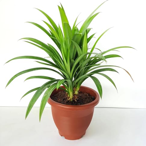 70pcs New Fresh Pandan Plant Seeds