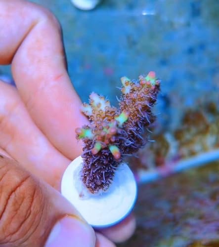 Image of 36pcs Coral frag Plug Base Frag Plugs 2pcs 5g Aquarium Glue Coral Glue