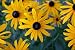 26,000 Black Eyed Susan Seeds