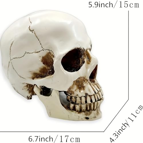 Image of SOACH Resin Skull, 1:1 Human Skull, Human Head Model for Home Decoration, Halloween Statue, Bone Model, Model Anatomical Medical Skeleton, Jaw is Movable (White)
