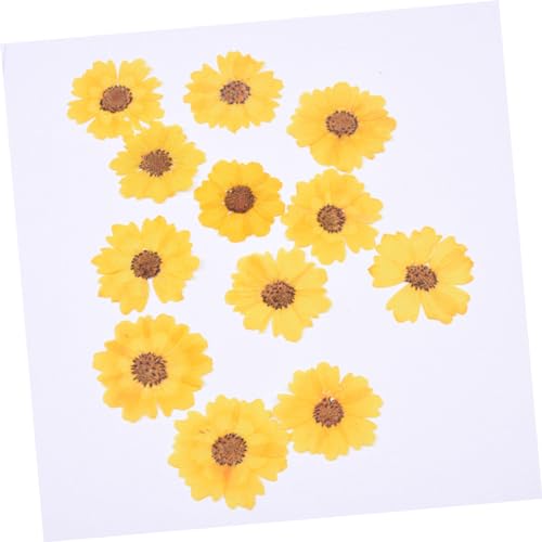 24 flores secas de margarita para manualidades miniatura 6
