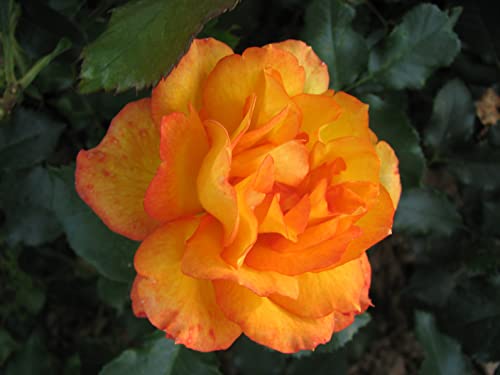 Strauchrose 'Sahara' gefüllt goldgelb bis bronzerot, wurzelnackt, winterhart, robust, mehrjährig, Qualität aus Müllers Baumschule, inkl. Pflanz- und Pflegeanleitung