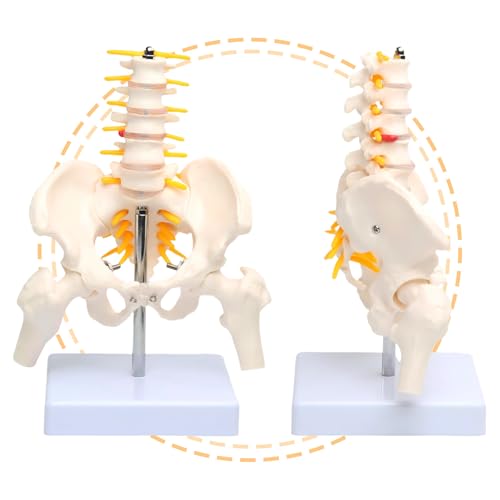 Image of Lumbar Column Spinal Model 8.6 inch Sacrum and Spinal Nerves Anatomy Skeleton Model with Pelvis for Medical Student Learning, Research, Teaching Demonstration | Anatomy Skeleton Model, With Pelvis, For Medical Student Learning, Research, Teaching Demonstration