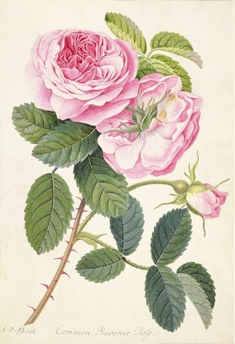 Affiche de Peinture Rose de Provence pour un Salon Chaleureux 60x90cm