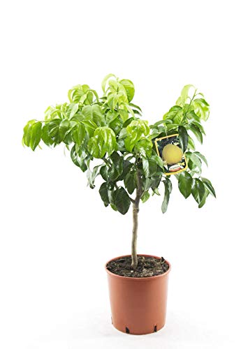 Bergamotte 80-100 cm – Citrus Bergamia Fantastico – Duftende Zitruspflanze, Ideal für Tee, Aromatherapie & Gartenpflege