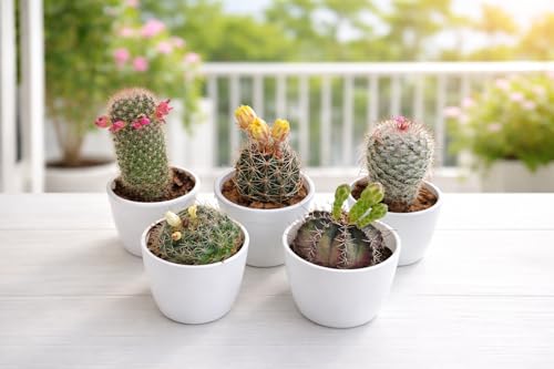 5 Rare Live Blooming Cactus Plants Combo (Bare Root) | Exotic Succulents | Low Maintenance Indoor Plants