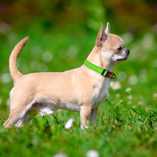 Taglory Hundehalsband, Weich Gepolstertes Neopren Nylon Hunde Halsband für Welpen, Verstellbare und Reflektierend für das Training, Grün