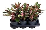 Aglaonema Siam Red Kolbenfaden Zimmerpflanze mit roten Blättern für Wohnzimmer Büro Halbschatten