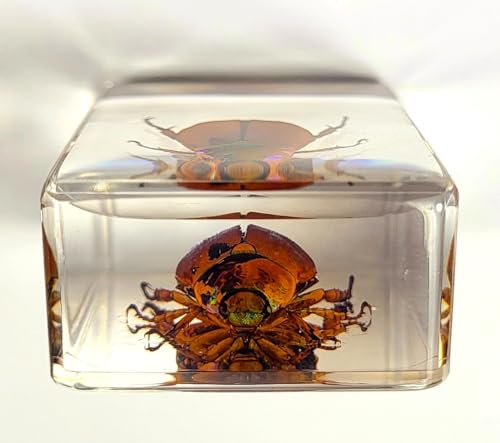 Image of 44mm Real Shiny Christmas Beetle in Crystal Clear Lucite Resin Specimen Preserved Animal Insect Bug Taxidermy Collection for Biology Science Education & Desk Ornament Display
