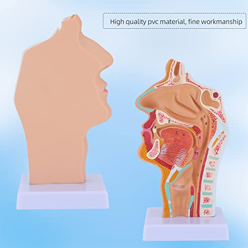 Image of Nose Cavity Larynx Anatomy Model - Human Anatomical Nasal Cavity Throat Anatomy Medical Model for Teaching and Studying