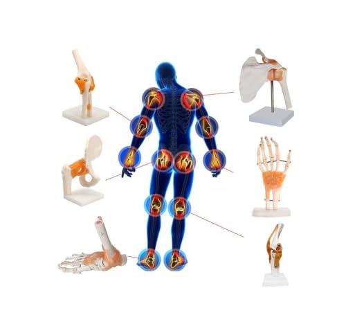 Modelos de anatomía de articulaciones para estudiantes de medicina y clínicas (6 piezas)