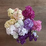 David's Garden Seeds Flower Stock Quartet Formula Mix (Multi) 50 Non-GMO, Open Pollinated Seeds