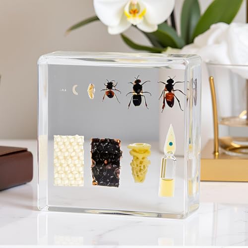 Lifecycle of Honey Bee in Resin Real Honeybees Specimens Apocrita Taxidermy Insect Larvae for Science Education Biology Dcor Apiarist Collection Paperweight Lab Supply Apis(Apoidea)