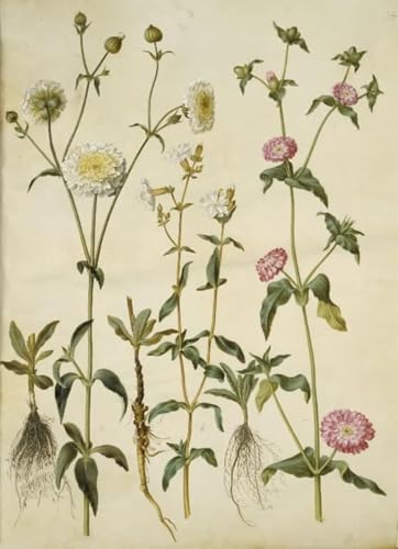 Impression Silene Latifolia Holtzbecker, toile de maître vintage pour décoration de prestige