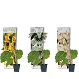 3x Mezcla de Brugmansia – Trompeta de ángel – Planta de tina – Hoja perenne – ⌀9 cm - 25-30 cm