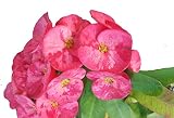 Emeralds TM Crown of Thorns Euphorbia Milii E X Lomi Thai Poysean Hybrid Pink 4 Inch Pot