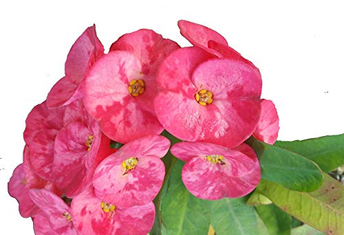 Emeralds Tm Crown Of Thorns Euphorbia Milii E X Lomi Thai Poysean Hybrid Pink 4 Inch Pot #TOP11