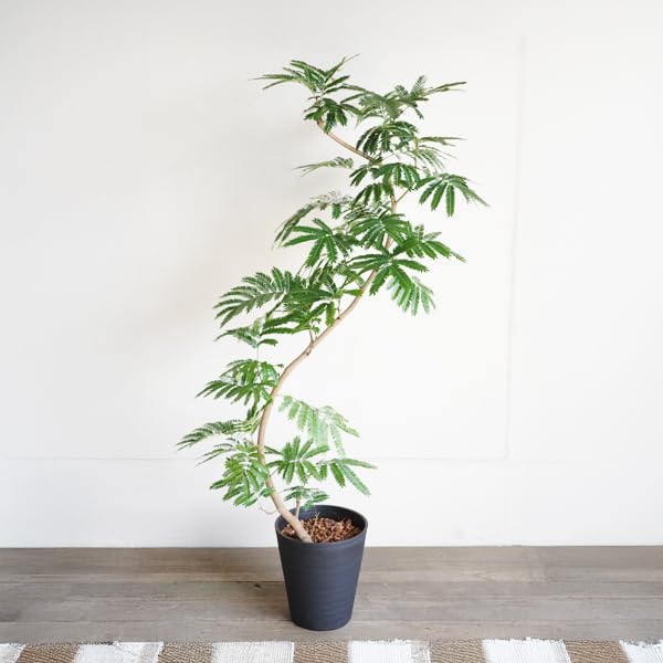 Amazon｜エバーフレッシュ 観葉植物 S字 ブラックセラアート鉢植え