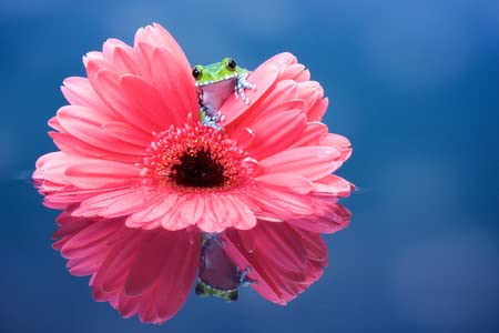 adrium Tableau acrylique 50 x 30 cm : petite grenouille dans une marguerite rose (43067883)