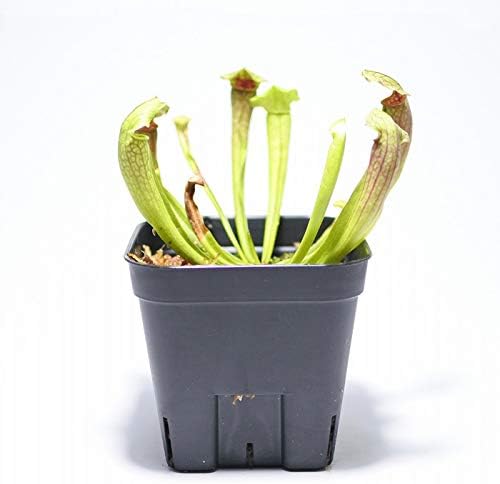 Amazon コケのインテリア コケリウム テラリウム 食虫植物 観葉植物 サラセニア レッドアパッチ 観葉植物 オンライン通販 Amazon コケのインテリア コケリウム テラリウム 食虫植物 観葉植物 サラセニア レッドアパッチ 観葉植物 オンライン通販